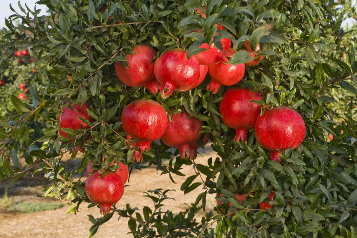 Melograno frutti