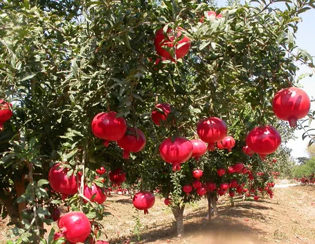 Alberi melograno