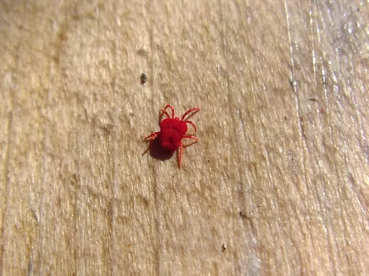 Ragnetto rosso pianta frutto