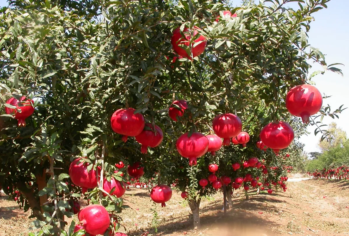 Alberi melograno