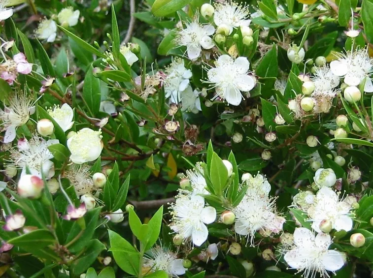 Fiori mirto