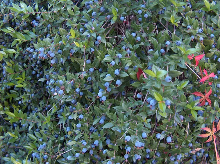Bacche mirto