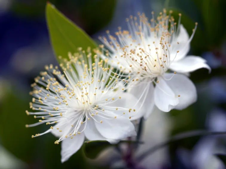 Fiore mirto