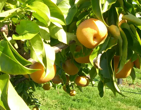 Nashi frutto pianta