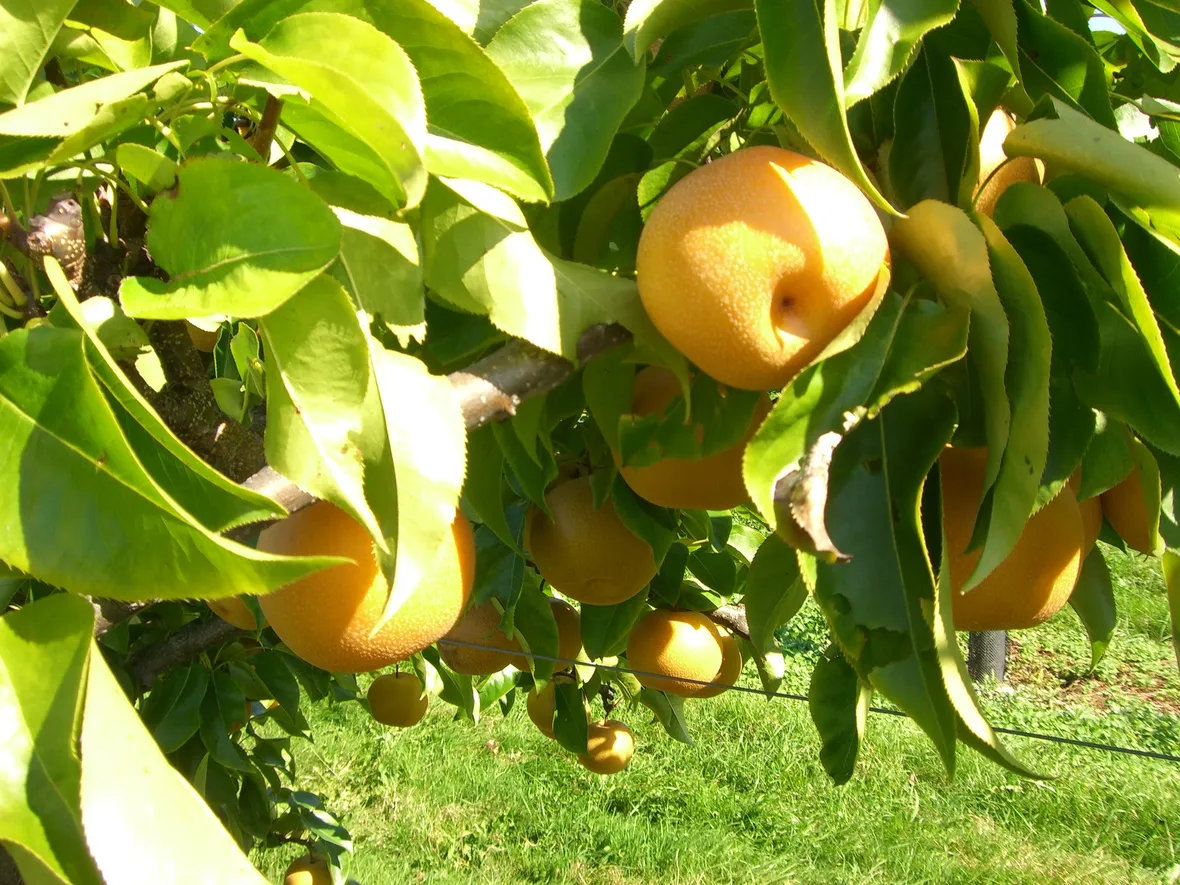 Nashi frutto pianta
