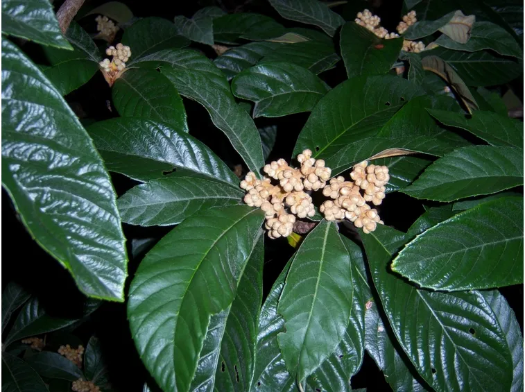 nespolo giapponese fioritura