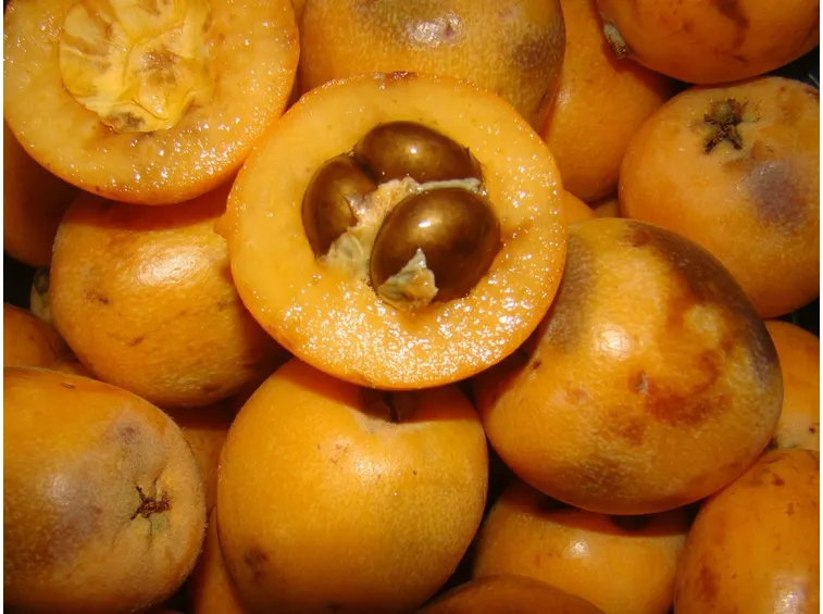 frutti nespolo