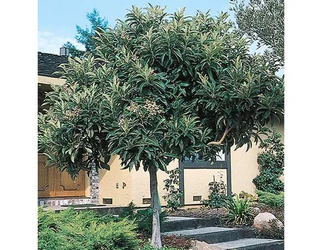 Albero nespolo