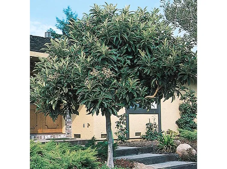 Albero nespolo
