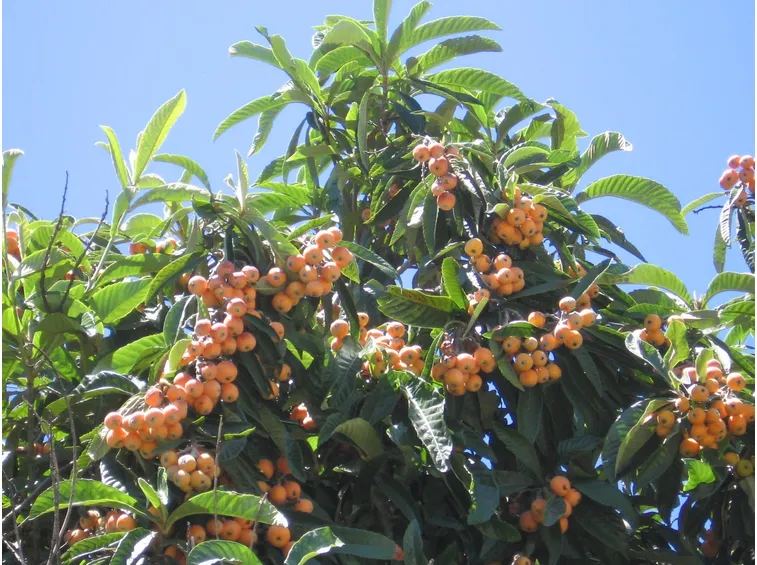 Frutto nespolo