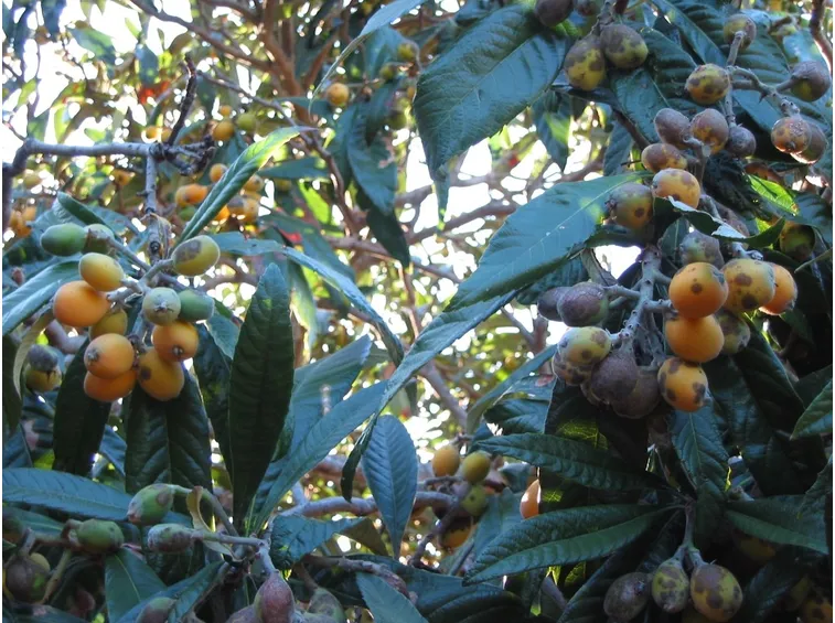 Pianta nespole