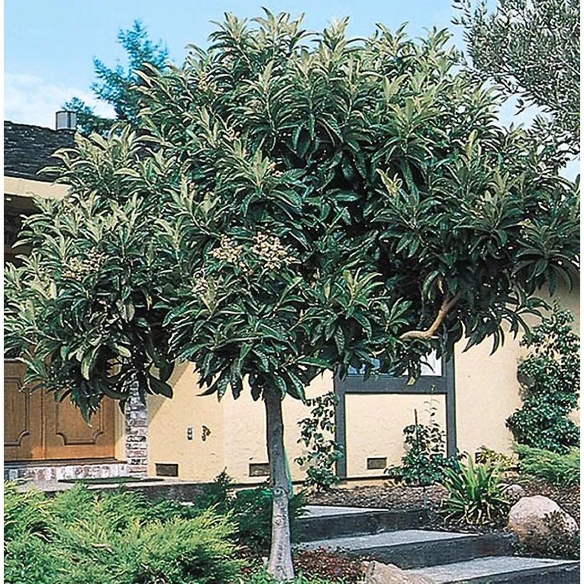 Albero nespolo