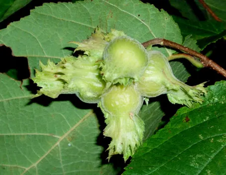 Ramo di nocciolo