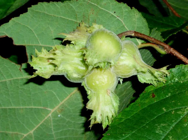 Ramo di nocciolo
