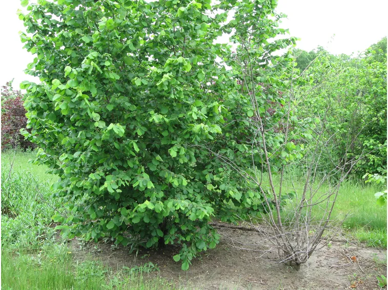 Pianta di nocciolo