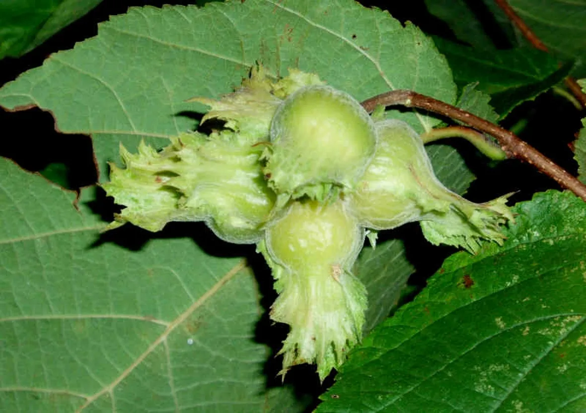 Ramo di nocciolo