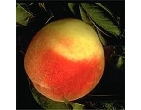 pesche