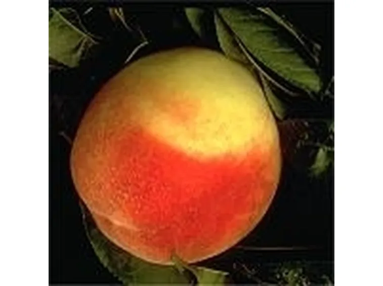 pesche