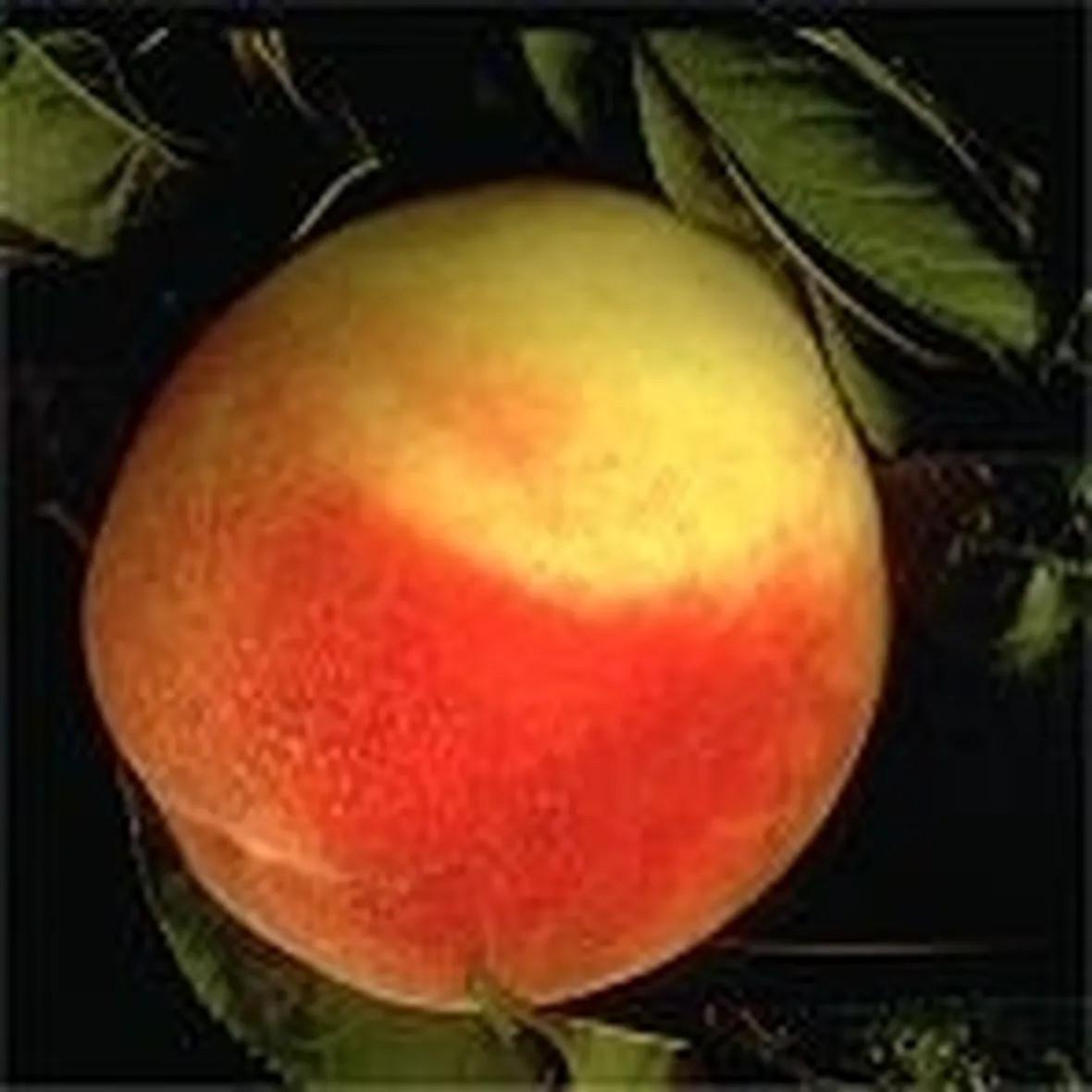 pesche