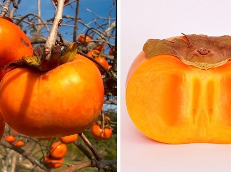 Albero cachi frutto