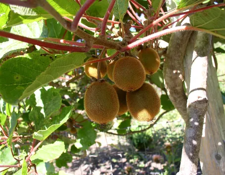 kiwi pianta