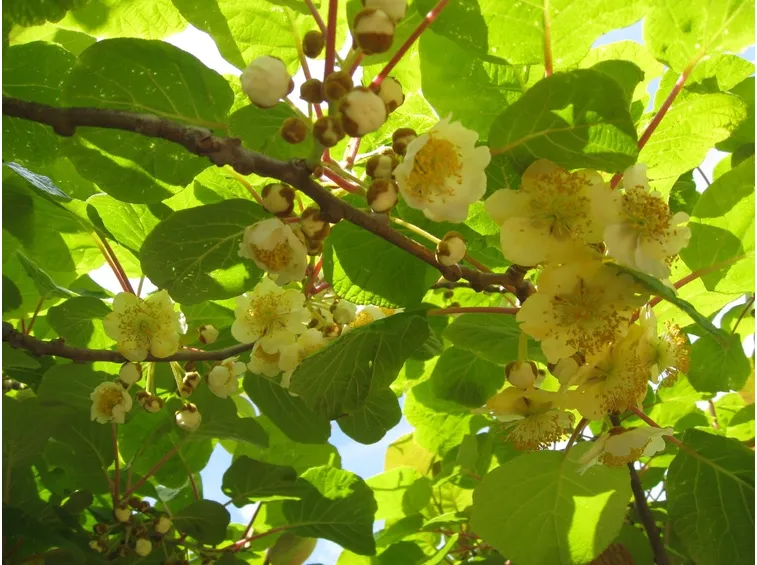 actinidia chinensis