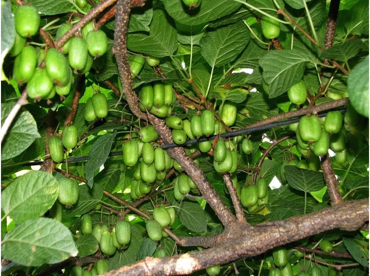 kiwi frutti