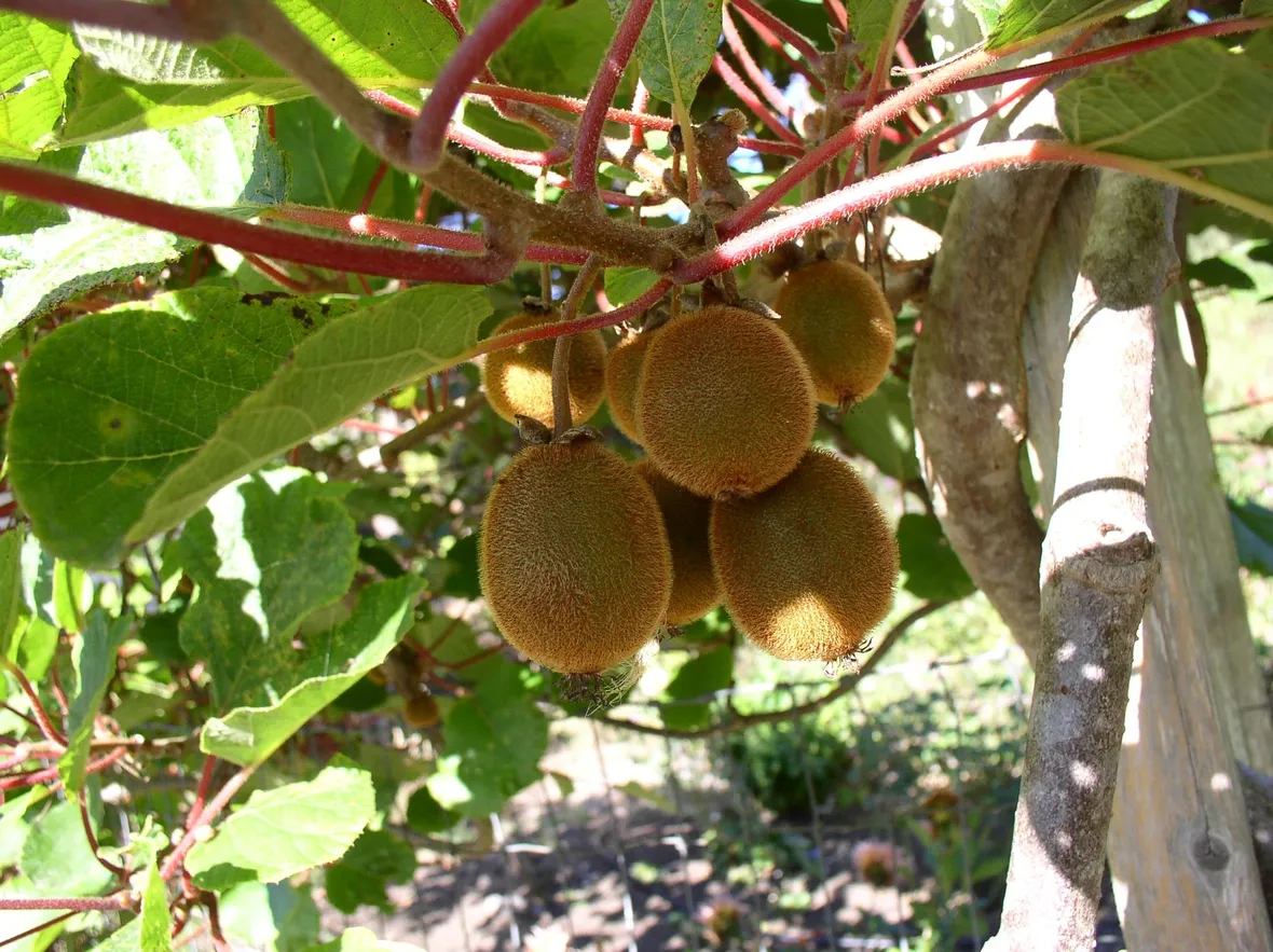 kiwi pianta