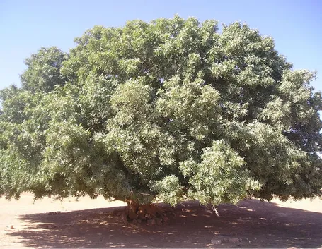 Pistacchio