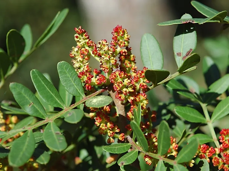 Pistacchio fiore
