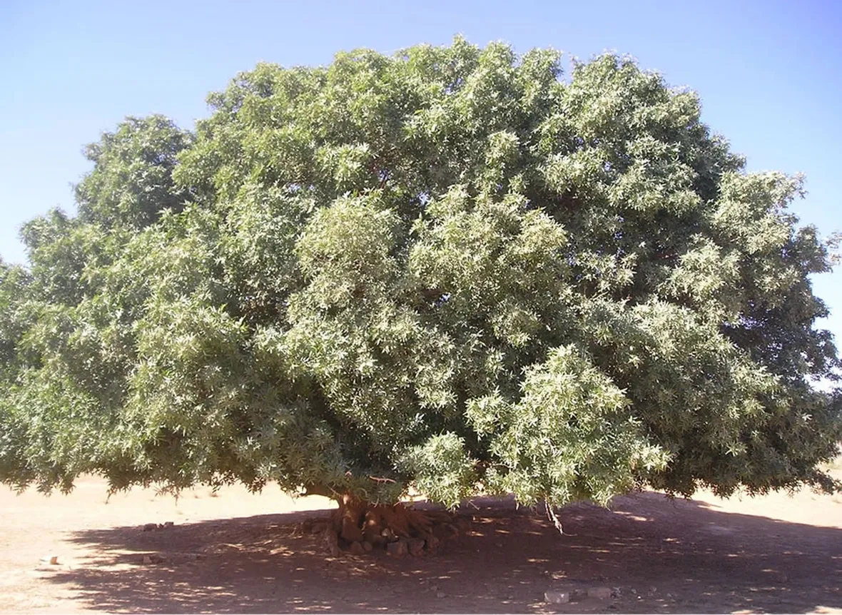 Pistacchio