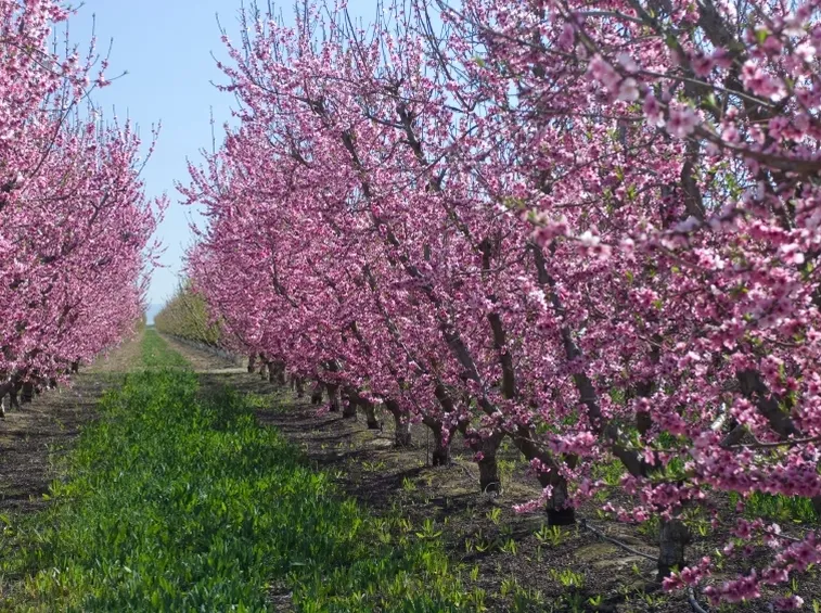 Prugno in fiore