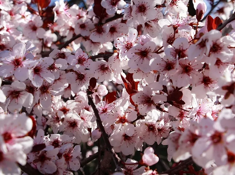 prugno fiore