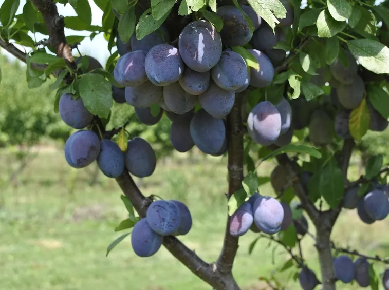 prugne 