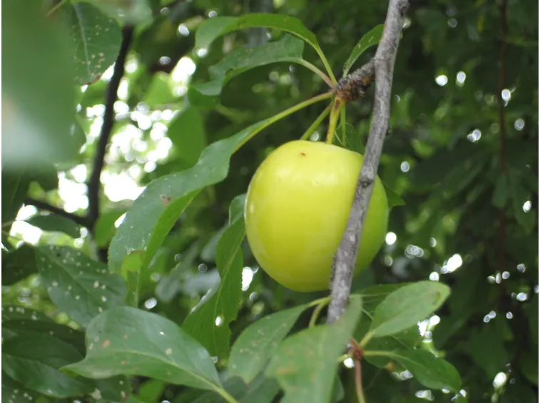 Prugna gialla