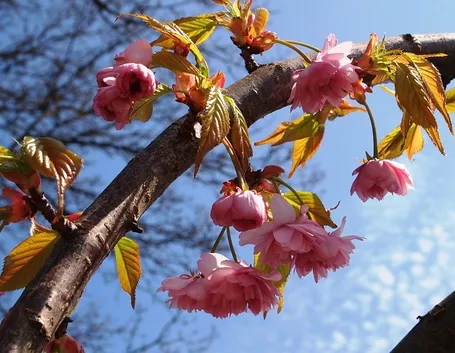 Ramo prunus fiore
