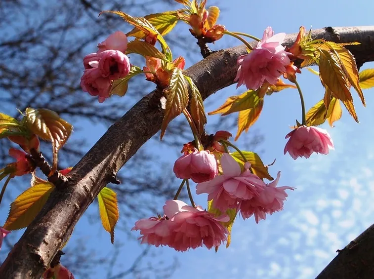 Ramo prunus fiore