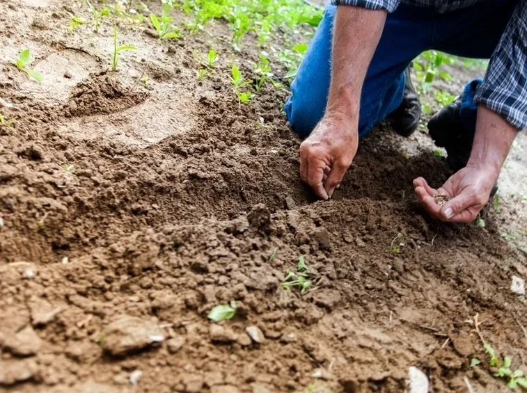 Pianta terreno concimazione