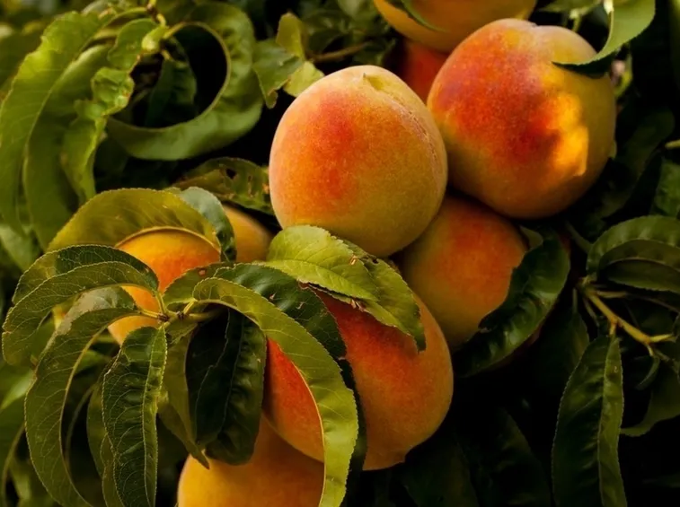 Pesche frutto malattie