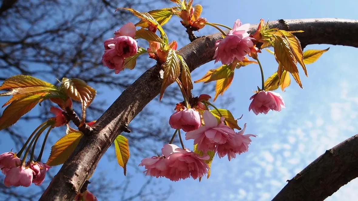 Ramo prunus fiore