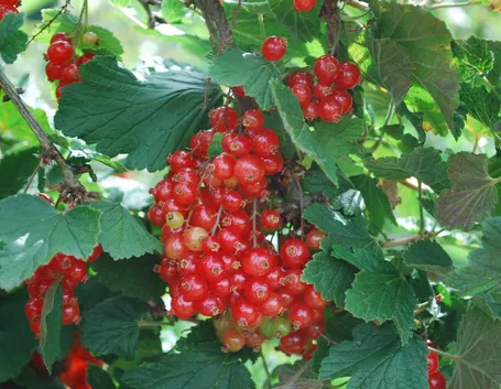 ribes rosso
ribes