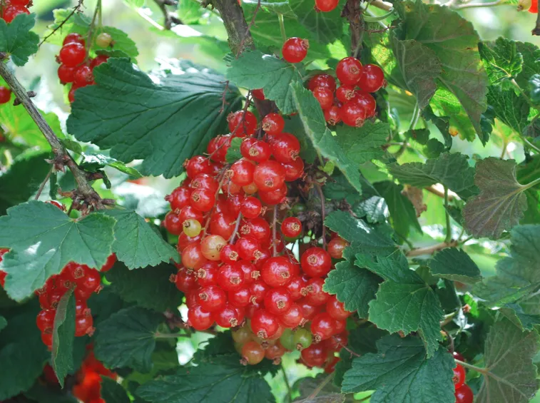 ribes rosso
ribes