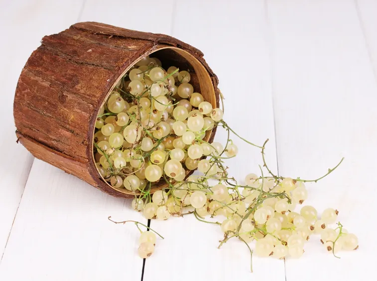 ribes bianco
