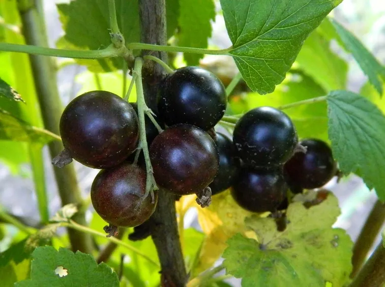 Ribes nero