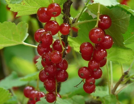 ribes