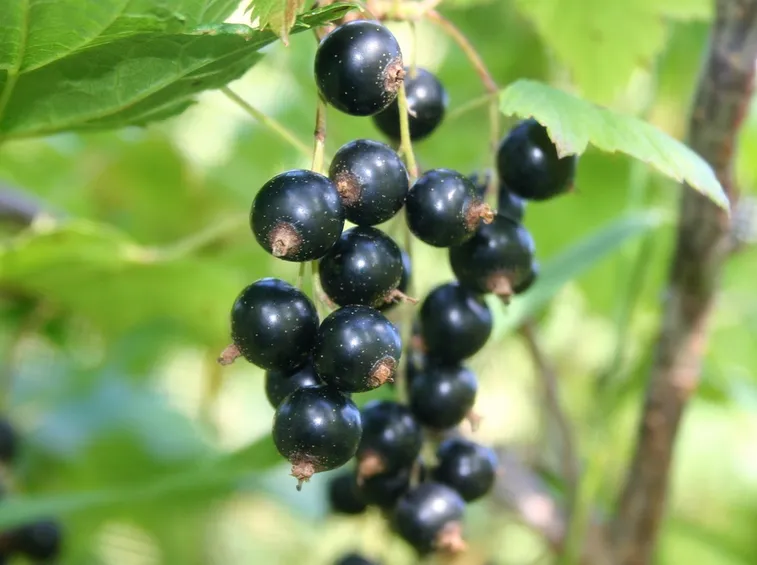 ribes nero