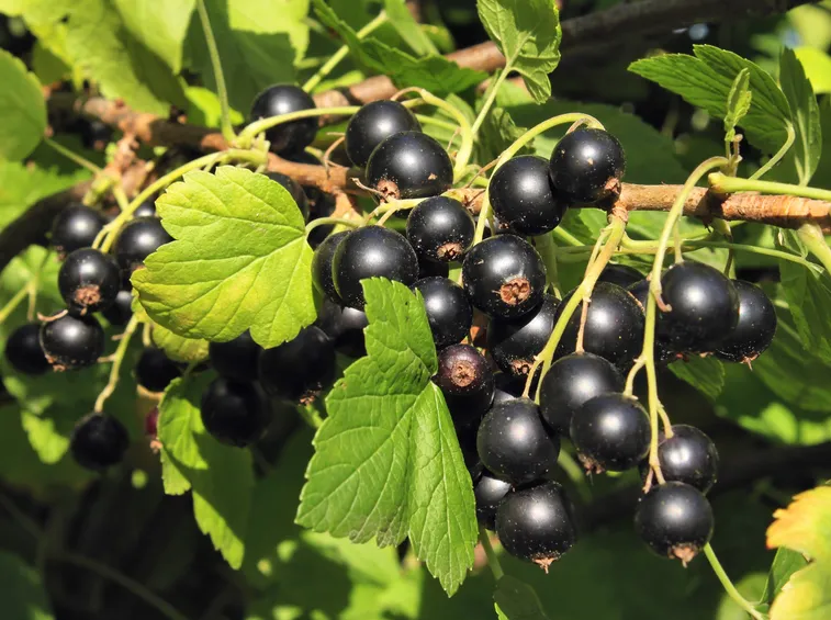 ribes nero