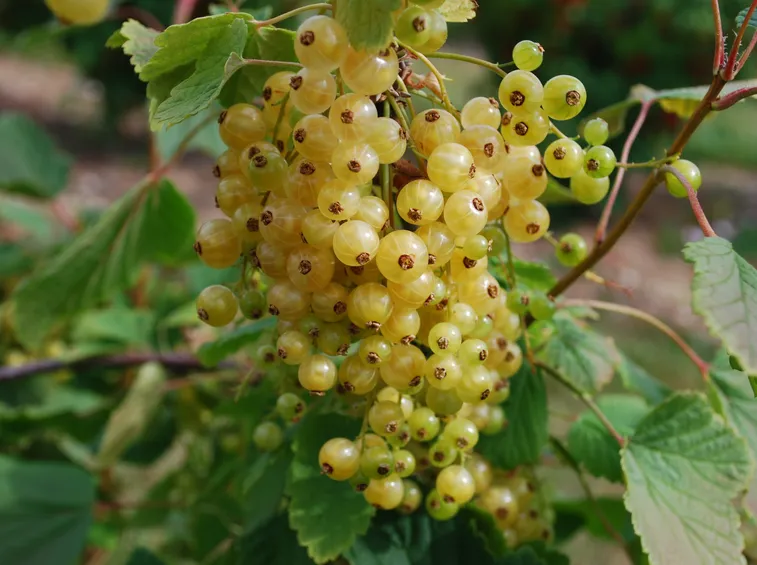 ribes bianco