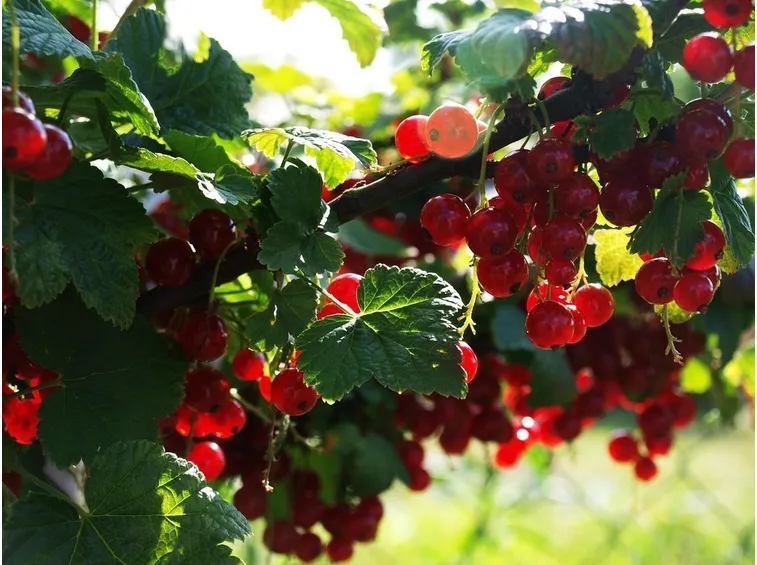 ribes rosso