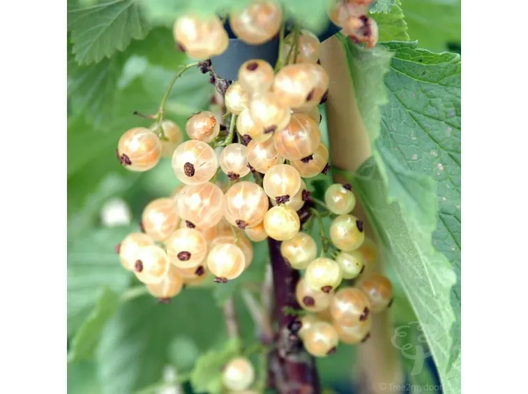 ribes bianco